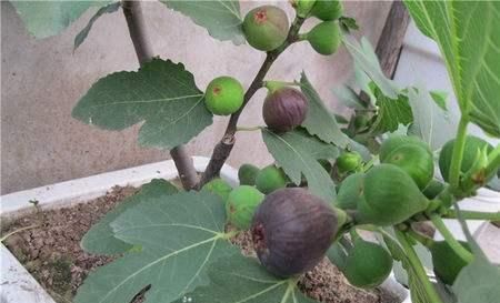  「就能快速」5种养在家里也很好的水果，能观赏能结果，味道鲜美真不错