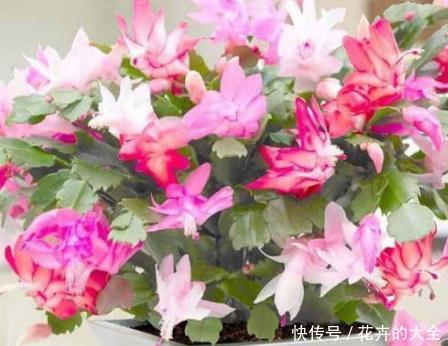 蟹爪兰■新手养花,不如养盆花中精品“吊兰”,净化空气,外形美观
