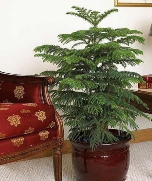  叶榕：家里养了这6种植物，立马变得有品位