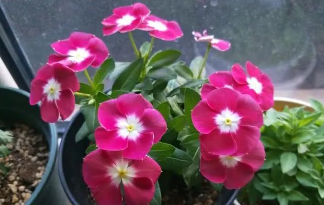  『树型』四月养花选它,树型优美,花叶共赏,一年多次开花,是盆栽佳品