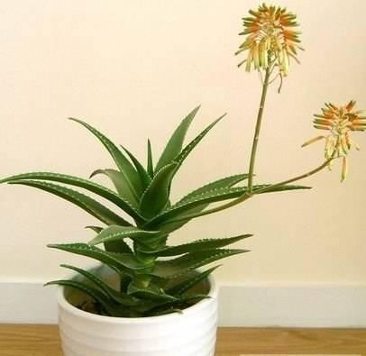 你不知道的芦荟祛斑美白方法，每天敷一敷，让你轻松拥有无暇肌肤