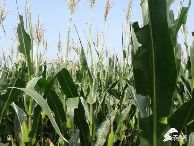  无人机■山东专家紧急赴“巴铁”灭蝗！曾开发蝗虫地图，用上飞机和无人机