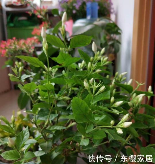  『会下霜』春天了，室内的花别着急出室，1点达不到，小心变“翻车现场”