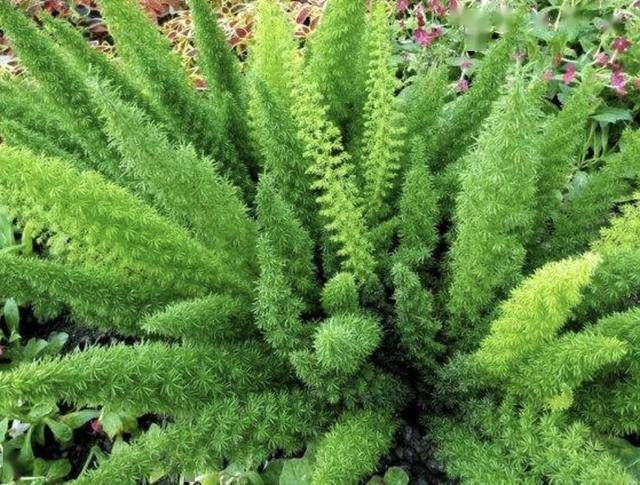  [人称]1种野草叶片细小、翠绿，生长在路边，人称“天门冬”，价值高！