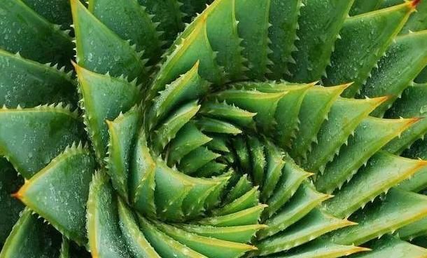  [植株]家中有这几款植株，好看又好养，总有一盆适合你