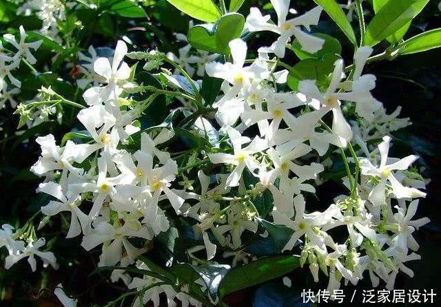 「日常」风车茉莉花朵非常像风车,日常养护风车茉莉有哪些技巧?