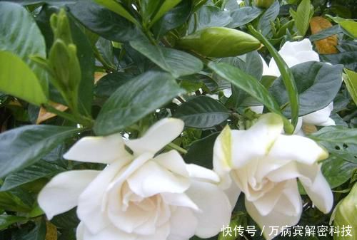『家里』家里养这3种花赚了,不仅漂亮还好吃,炒鸡蛋贼美味!