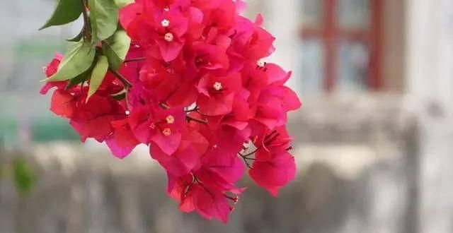  『喜欢』喜欢开花多又好养的花，推荐这3种，满足你的要求还能顺着墙爬