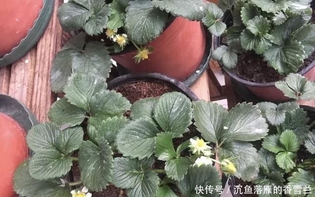  草莓@阳台上盆栽草莓,好吃好种又好看,结的果子四季吃不完!