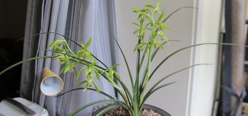  [花芽分化]蕙兰到底要不要低温春化？我的观点有些不一样，接受讨论