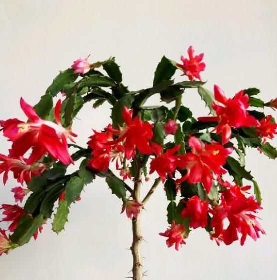  嫁接：嫁接的蟹爪兰这么养，一盆能养一辈子，年年都开花