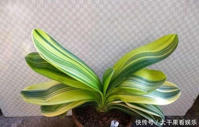  夏季|天热了，君子兰要“睡觉”，有几件事不能做，不然烂根又黄叶