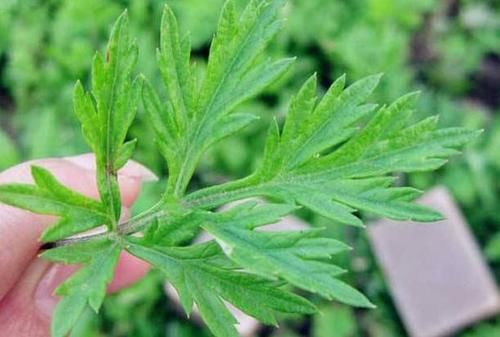  [趣事]乡间趣事！这3种“贵族花”，再也不用买了，用上这个“小技巧”，1盆变多盆
