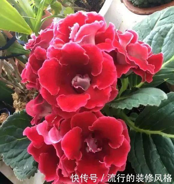  落雪泥|最漂亮的盆栽花，一年到头开花不断，好看又好养 ？