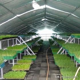 农村赚钱最快的小本生意，农民只要做好这2点，1年挣10万很容易