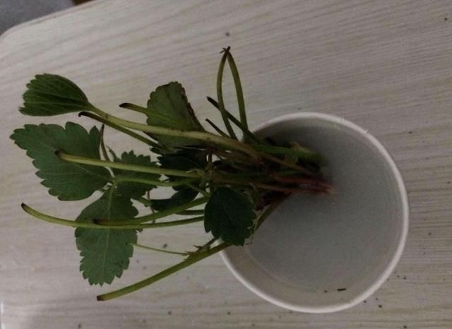  #花草#栽种花草时，先用生根粉还是先用多菌灵？搞清原理，谁先谁后不难