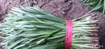 农村大爷每年种植上万斤韭菜，自己家里却从来不吃韭菜，为什么