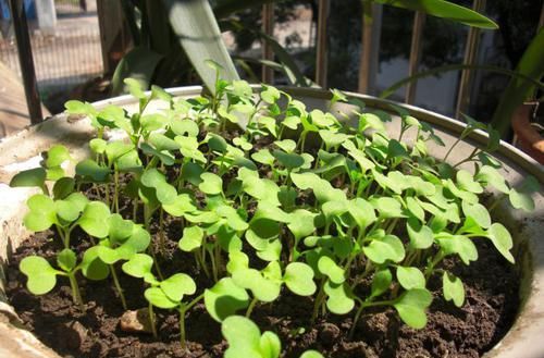  天能：阳台花盆里，撒下1把“菜籽”，30天能采摘，盆栽的蔬菜吃不完