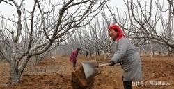  「地上」自家地上种果树好几十年了，为何如今说违法就违法了呢