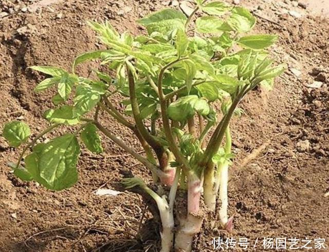会长得很:山上,有1种“刺老芽”好看,挖来种植,70天后变成“盆景”,美