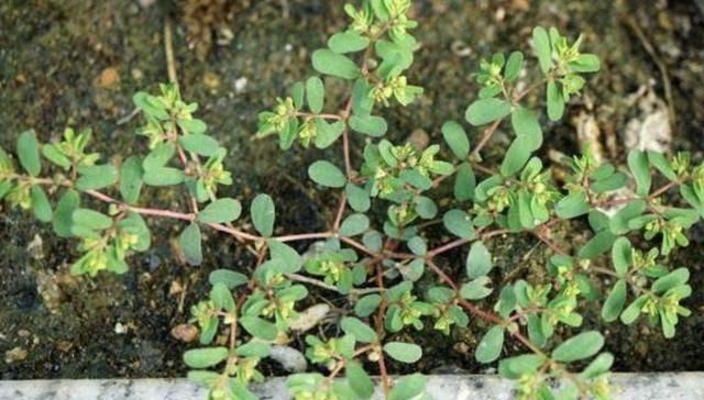  蜈蚣@农地里，1种杂草奇特，枝条像“蜈蚣”，人称“千根草”，