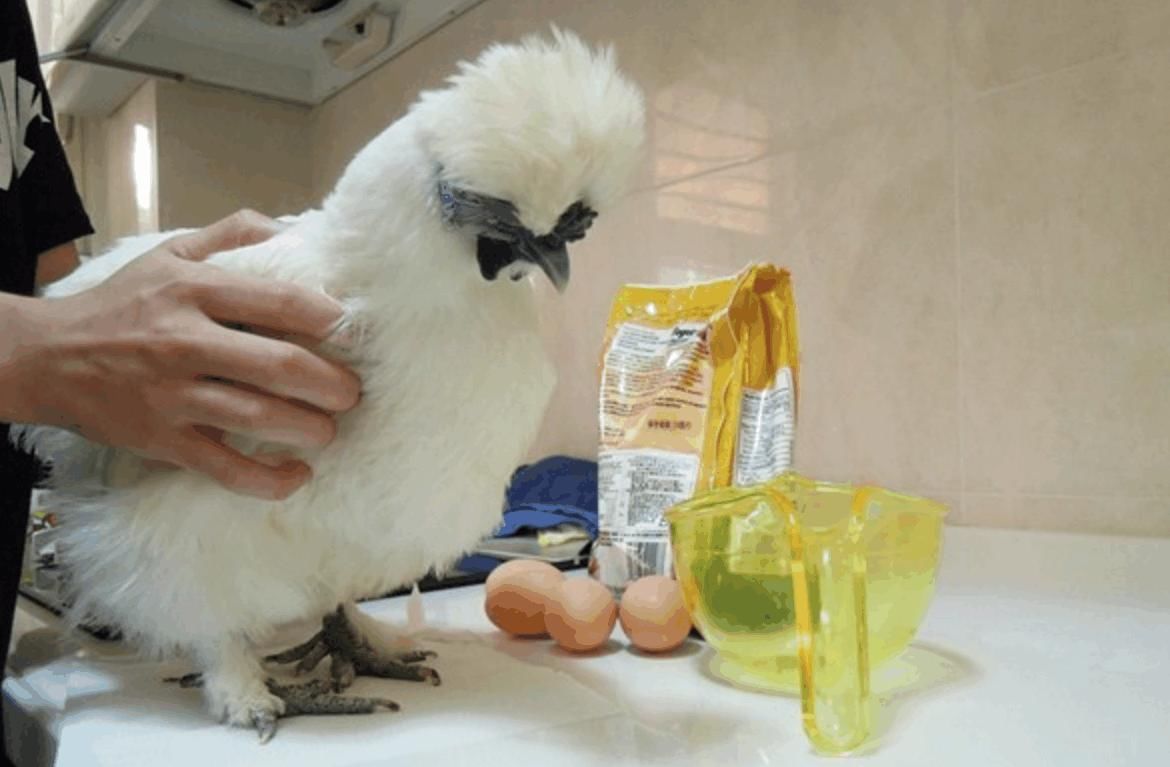  『主人』实验鸡差点安乐死, 获救后每天下蛋给主人吃