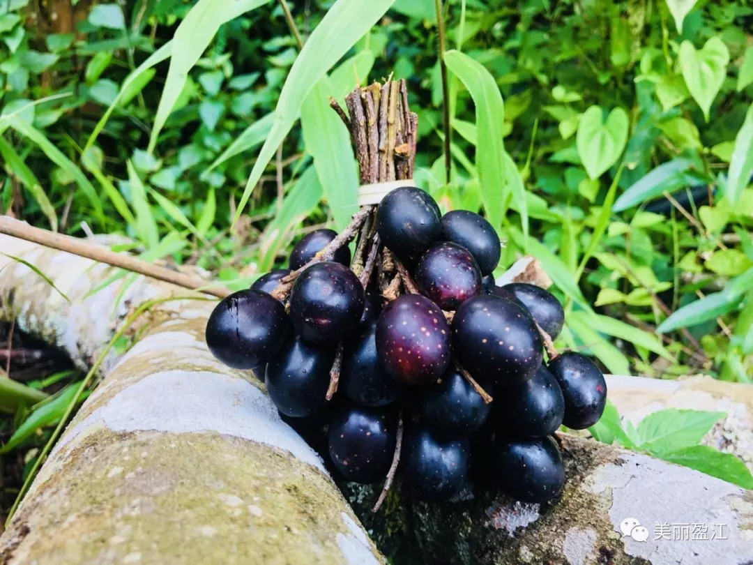 德宏盈江有个＂云端上的寨子＂