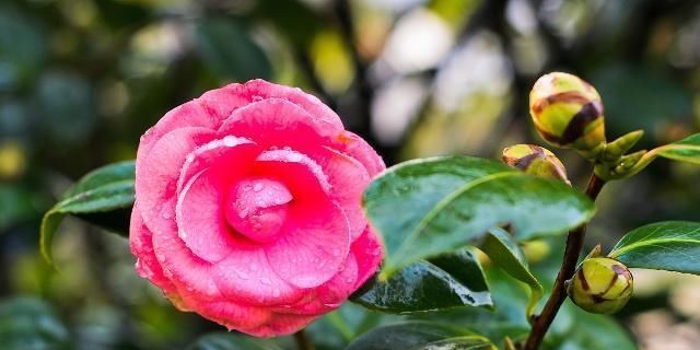  『时间』买带花苞的茶花，有一点要注意，否则很难养活！