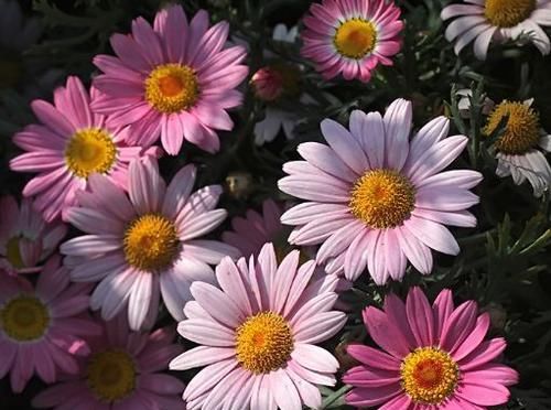  玫瑰：喜欢菊花，不如养盆七彩玫瑰，似晴空彩虹，优雅妖娆，寓意美好