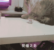  #纵容#猫咪都存在的5个“坏毛病”，主人绝不能纵容！