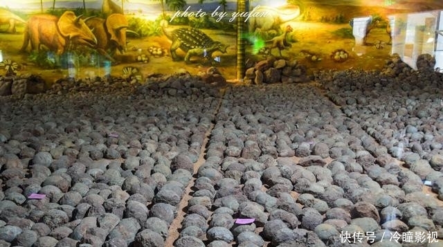 #恐龙蛋化石#世界上恐龙蛋最多的地方竟然就在广东，密密麻麻，