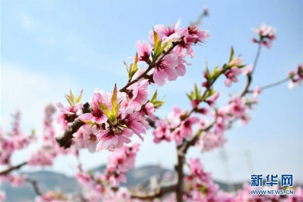  『南市仲宫街道的桃花』山东济南：万亩桃花笑春风