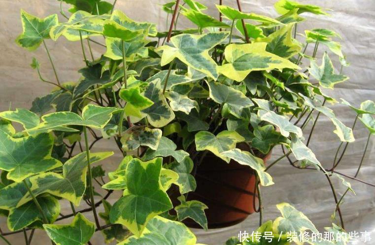 『长寿花』卧室万万要放4种植物,相当于给家里招财,难怪有钱人住富裕