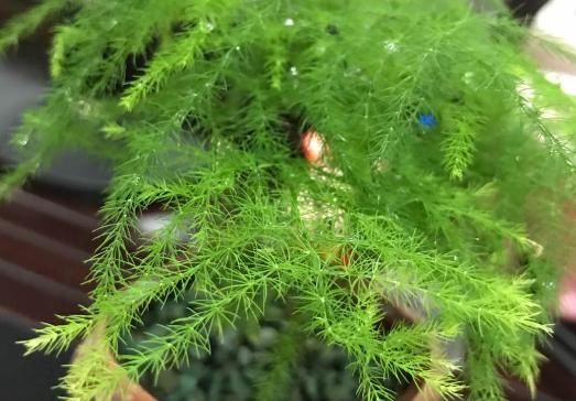  「家里」家里有这3种花，每月都要剪一刀，黄叶全消失！
