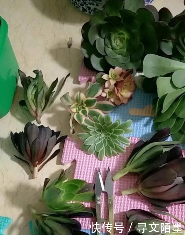 『品种』给多肉植物砍一刀,一株变多株,花盆都装不下了!
