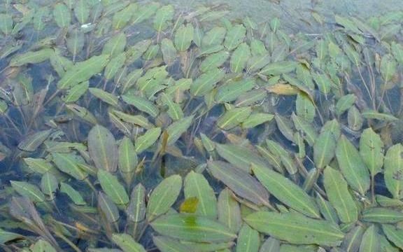  水里■农村水里常见的“眼子菜”，农民用它降火，到城里城里被