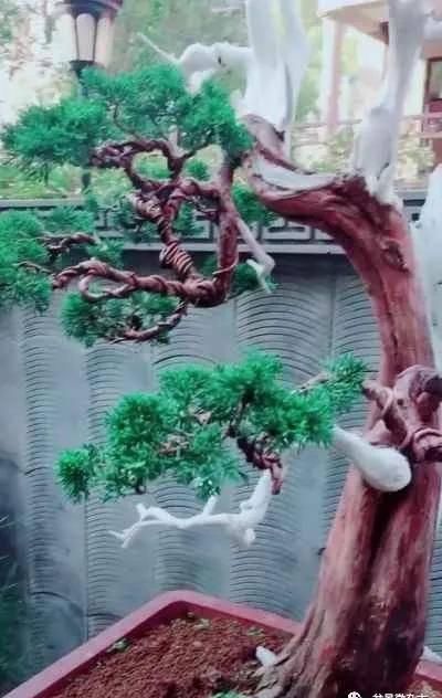 『观赏价值』满满的一庭院盆栽,盆盆全是精典,称得上有钱人标准配置