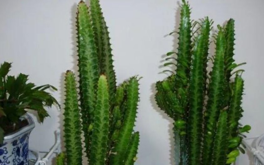  「漂亮」4种花超级好养,花朵漂亮,花期长,越不浇水越爆盆,懒人必养