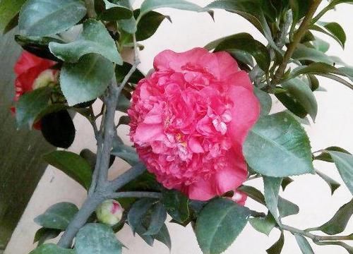 「风采」最好的红山茶花,花型很大,花色艳丽,香味扑鼻,有花中之王风采