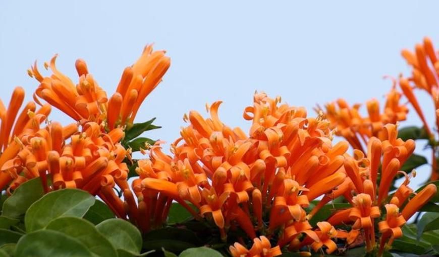  『开花数量』“这种花”花朵金灿灿，花期“大半年”，打造家中花园“必备”