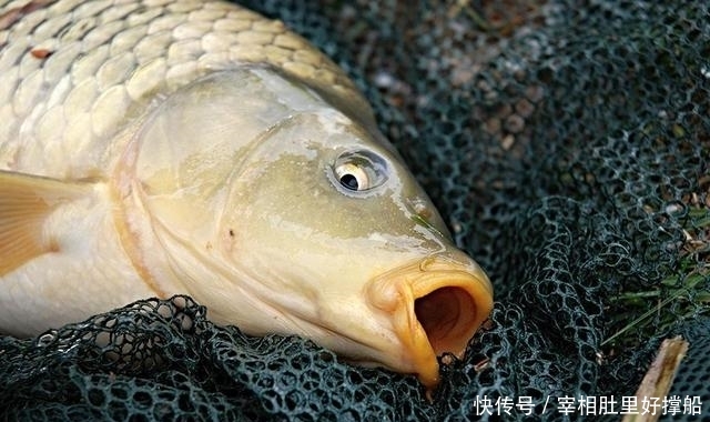  『野外水域』同是鲤鱼，为何黑坑用的饵料，很难钓上野生鲤鱼
