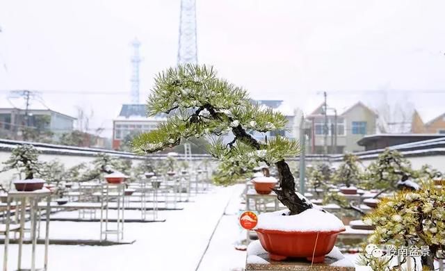 一组盆景作品欣赏，雪中赏盆景，别具一番风韵！