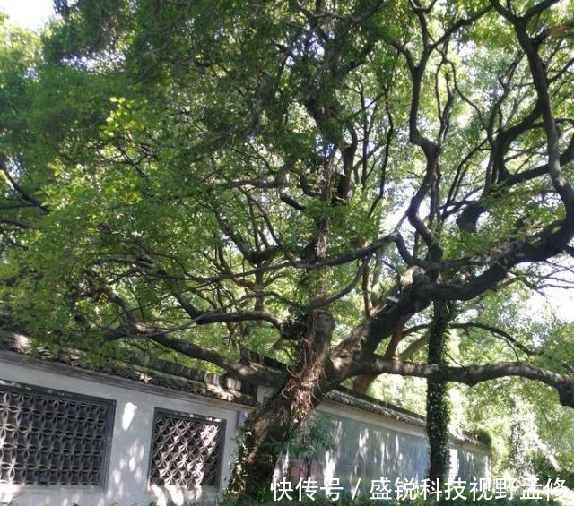 游记苏州——上海——绍兴,下江南之旅