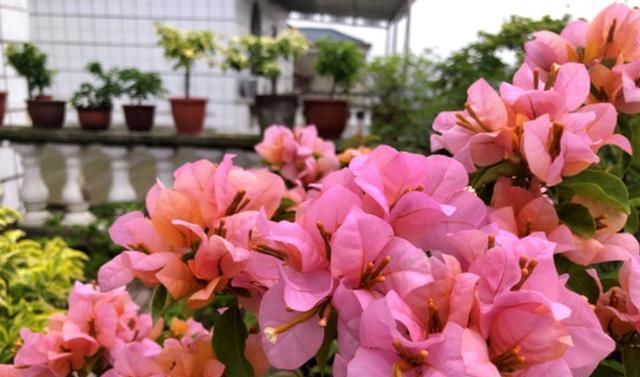  「三角梅」养三角梅,记住这几点,花芽不断冒,全年开花不间断,一茬接一茬