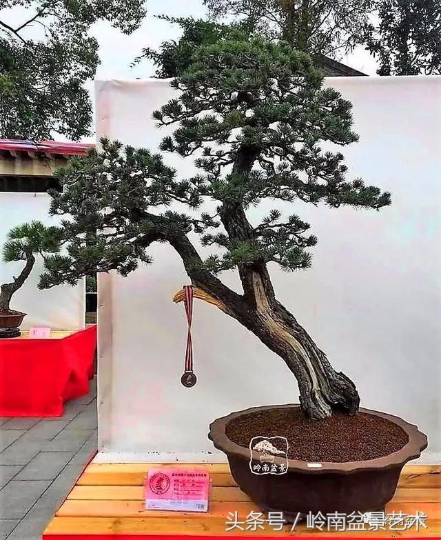 松树盆景,怎样才能算上品?