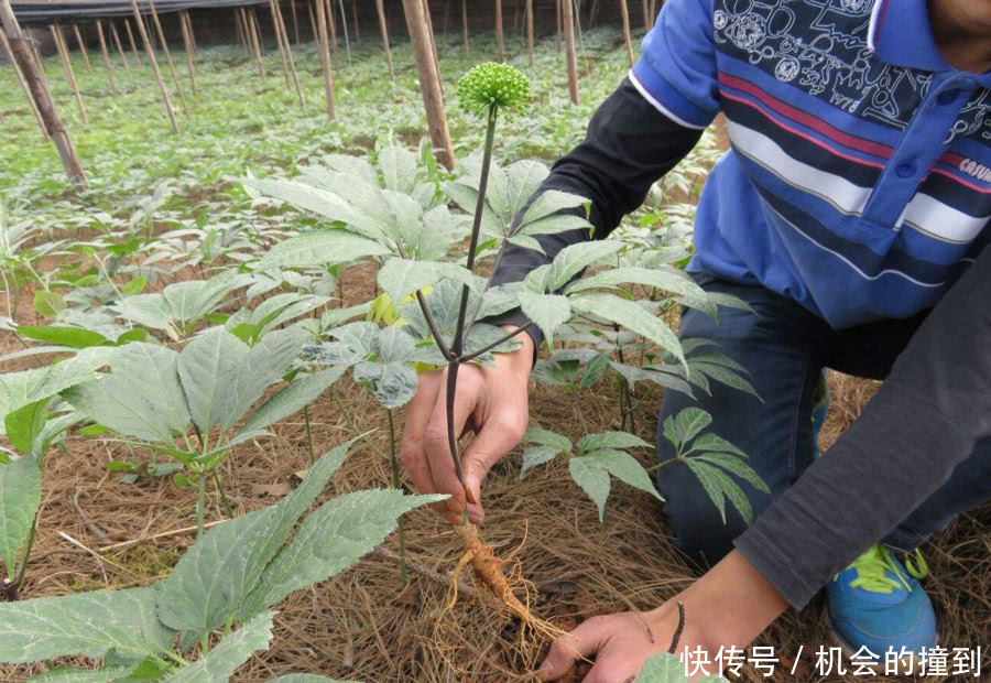 从800一斤跌到2块，赔了个底朝天，“致富项目”能不能信