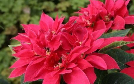 『美艳』此几款花,就适合新手养殖,一盆千百多,砰砰开不停,花开美艳