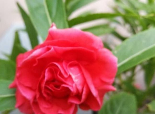  #凤仙花#此花，因其花色、品种极为丰富，是美化花坛、花境的常用材料。