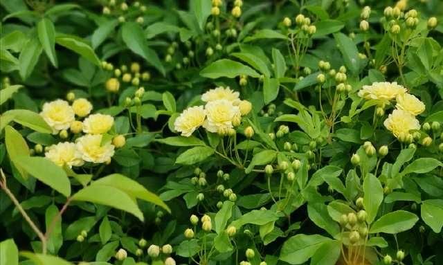  「清明」清明的蔷薇花儿，绽放在西安的园林间