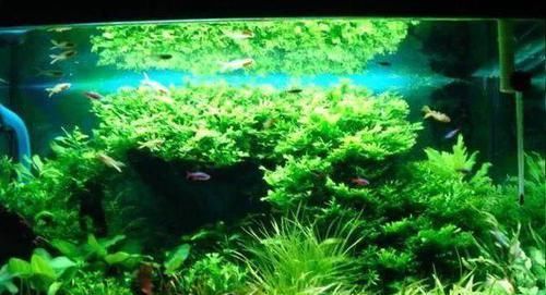  一大■比铜钱草好看的花，7天爆满一大缸，多到家里堆不下